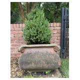 Concrete Planter with Boxwood B