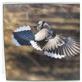 PLAKMOUNTED IMAGE OF A BLUE JAY IN FLIGHT