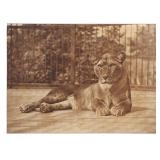 THOMAS JAMES DIXON, Carbon Photograph, Lioness