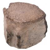 Prehistoric Whale Vertebrae