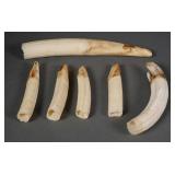 Six Hippopotamus Ivory Teeth 6" to 13"