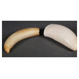 2 Authentic Sperm Whale Teeth for Scrimshaw