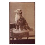 Old Photo CDV of Pet Dog