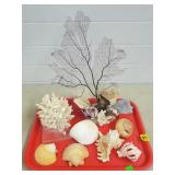Lot of Assorted Seashells