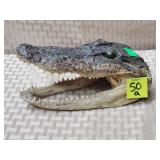 American Alligator Head w/ Green Glass Eyes