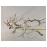 7- pcs of Antler Sheds