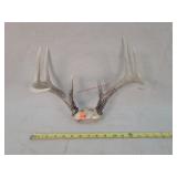 8- Point Whitetail Deer Antlers 13"w