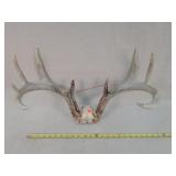 10- Point Whitetail Deer Antlers 22"w