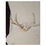 Set Of Deer Antlers, 9 Point
