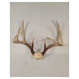 Set Of Deer Antlers, 8 Point