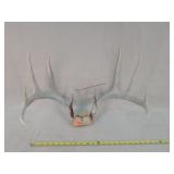 10 Point White Tail Deer Antlers 19"w