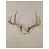 Single Set Deer Antlers, 8 Point