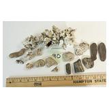 Coral, Fossils, Petrified Wood