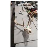 5X5 EUROPEAN ELK MOUNT