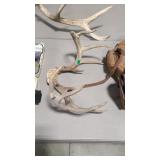 5X5 WHITE TAIL ANTLERS