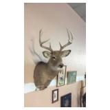 TAXIDERMY WHITE TAIL DEER MOUNT