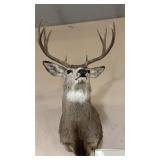 TAXIDERMY MULE DEER MOUNT