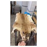 TANNED MOUNTAIN LION PELT