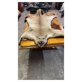 VERY NICE MOUNTAIN LION RUG, 7FT 3IN NOSE TO TAIL