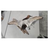 CANVASBACK DUCK FLYING WALL MOUNT