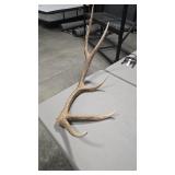 ELK ANTLER
