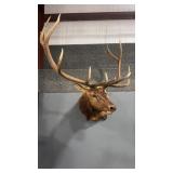5X5 ELK SHOULDER MOUNT, 50' SPREAD