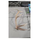 ELK ANTLER