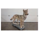 FULL COYOTE/WOLF? MOUNT