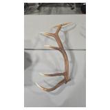 ELK ANTLER