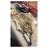 NATIVE COYOTE HEAD DRESS