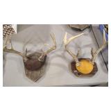 2 EUROPEAN STYLE WHITE TAIL DEER MOUNT ON WOOD BAS