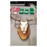 EUROPEAN STYLE BUCK MOUNT ON WOOD PLAQUE