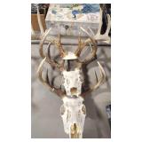 3 EUROPEAN WHITE TAIL DEER SKULLS WITH ANTLERS