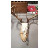 EUROPEAN STYLE BUCK MOUNT ON WOOD PLAQUE