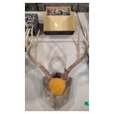 EUROPEAN STYLE WHITE TAIL DEER MOUNT ON WOOD BASE