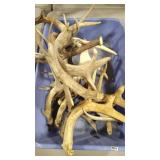 GROUP OF ANTLERS