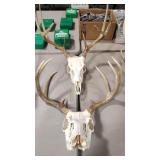 2 EUROPEAN WHITE TAIL DEER SKULLS WITH ANTLERS