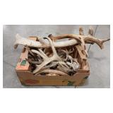 ANTLER ASSORTMENT