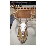 EUROPEAN STYLE BUCK MOUNT ON WOOD PLAQUE