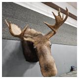 MOOSE SHOULDER MOUNT