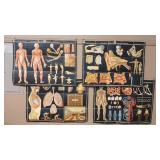 4 - 1930'S WINSLOW HEALTH & HYGIENE CHARTS  W/