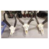 3 ANTELOPE SKULLS