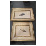 DIPLOMYSTUS & PRISCACARA FRAMED FOSSILS W/COA