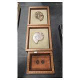3 - AMMONITE FRAMED FOSSILES