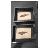 2 - FISH FOSSILS FRAMED