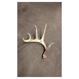 WHITE TAIL DEER ANTLER