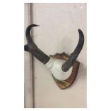 ANTELOPE HORNS