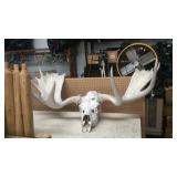 LARGE MOOSE SKULL & ANTLERS, 50'WIDE W/ 24' PADDLE