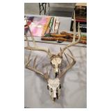 2 EUROPEAN STYLE BUCK SKULL/ANTLERS