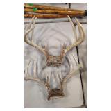 2 EUROPEAN STYLE BUCK ANTLERS